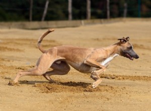 Qual ​​a velocidade de um cachorro?