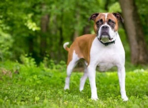 Por que meu cachorro me encara? (4 razões potenciais para este comportamento)