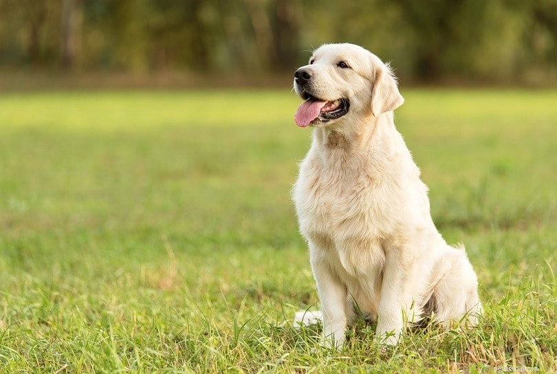 10 types de personnalités canines :lequel est votre chien ?