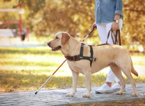 Aqui está a razão pela qual você não pode acariciar cães de serviço