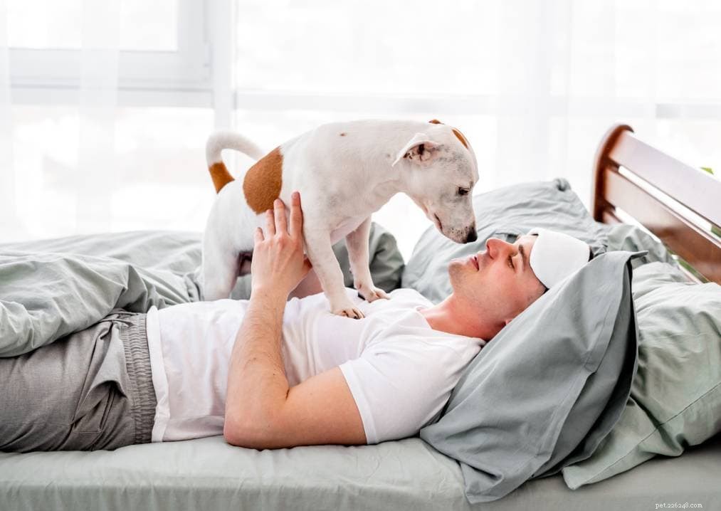5 façons d empêcher votre chien de vous réveiller tôt