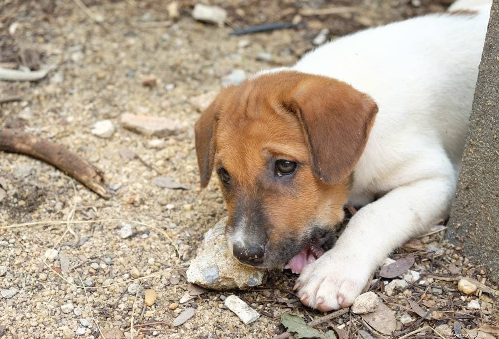 11 motivi per cui i cani mangiano i sassi (e come fermarli)