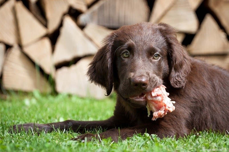 11 skäl till varför hundar äter stenar (och hur man stoppar det)