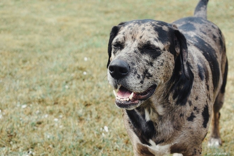 6 veelvoorkomende redenen waarom honden hijgen