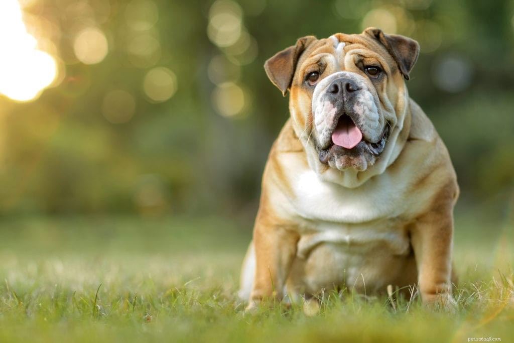 6 motivi comuni per cui i cani ansimano