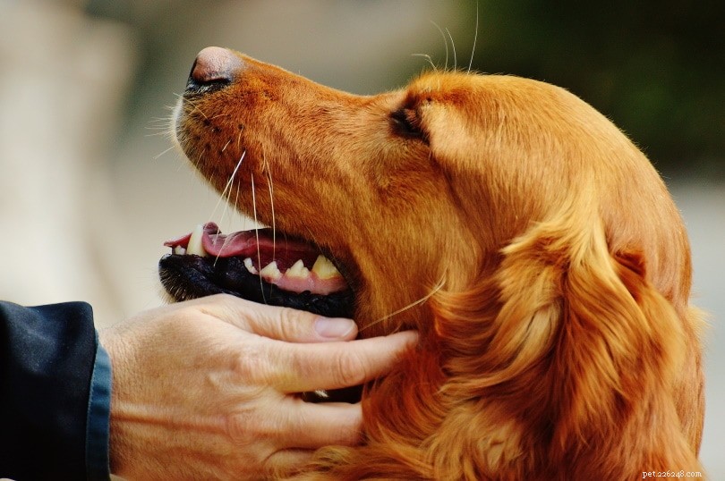 개에게 수염이 있는 이유는 무엇입니까?