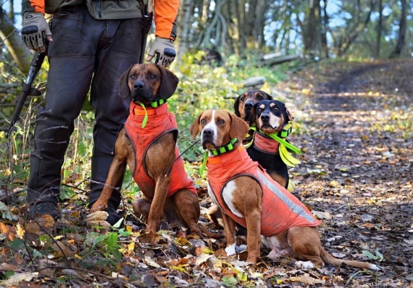 Vážené vesty pro psy:jaké jsou, použití, výhody a časté dotazy