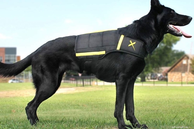 Vážené vesty pro psy:jaké jsou, použití, výhody a časté dotazy