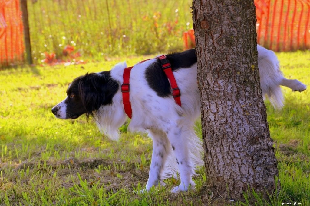 4 redenen waarom honden plassen als ze opgewonden zijn (en hoe ze het kunnen stoppen)