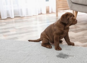 4 razões pelas quais os cães fazem xixi quando excitados (e como parar)