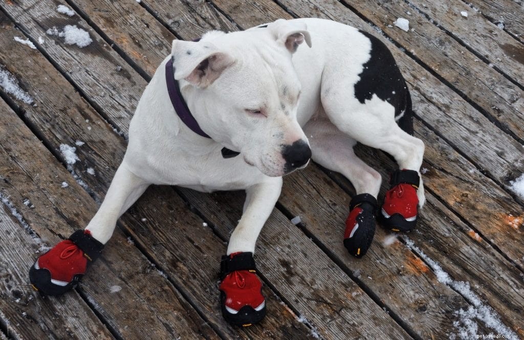 Come proteggere le zampe del tuo cane dal marciapiede caldo (10 consigli)