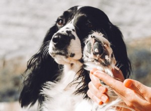 犬の足を熱い舗装から保護する方法（10のヒント） 