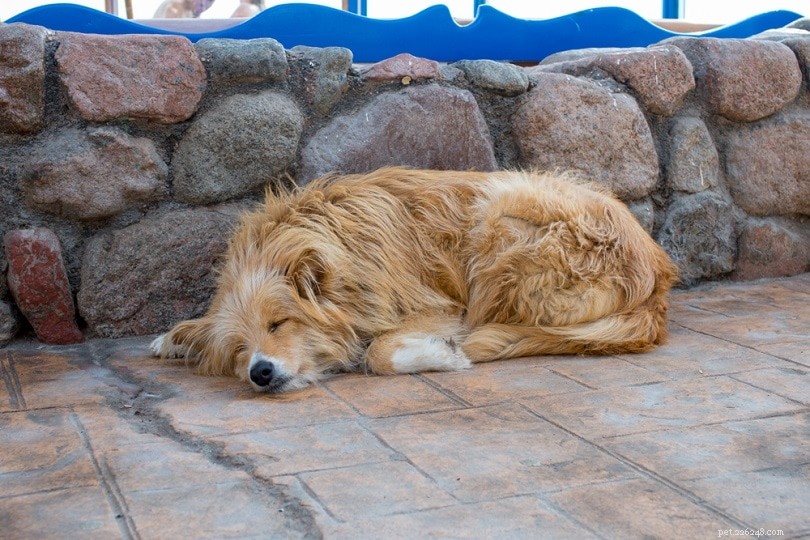 Pourquoi les chiens dorment-ils autant ? Combien coûte trop ?