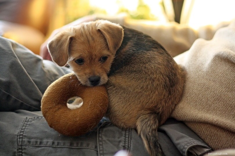 Varför gillar hundar pipiga leksaker? 4 skäl till detta beteende