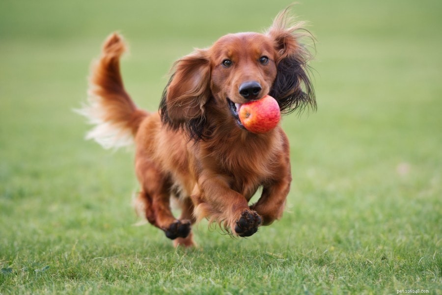 Por que os cães gostam de brinquedos barulhentos? 4 razões para este comportamento