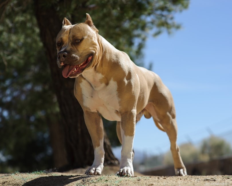 5 typer av Pit Bull hundraser