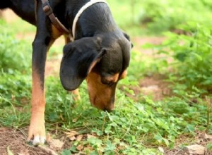 なぜ犬は猫の糞を食べるのですか？この動作の5つの一般的な理由 