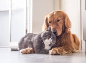 Como manter os cães longe das caixas de areia para gatos (7 maneiras simples)