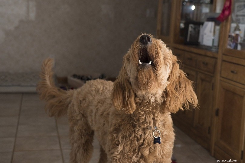 Por que meu cachorro está latindo? 9 razões para latir em cães
