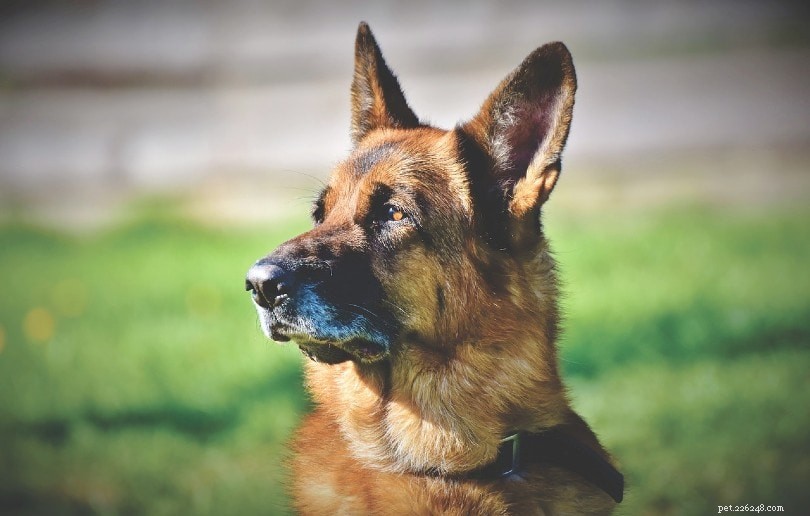 あなたの犬は耳ダニやイースト菌感染症を持っていますか？伝える方法は次のとおりです。 