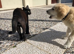 あなたの犬があなたの猫を追いかけるのを止める方法（5つの証明された方法） 