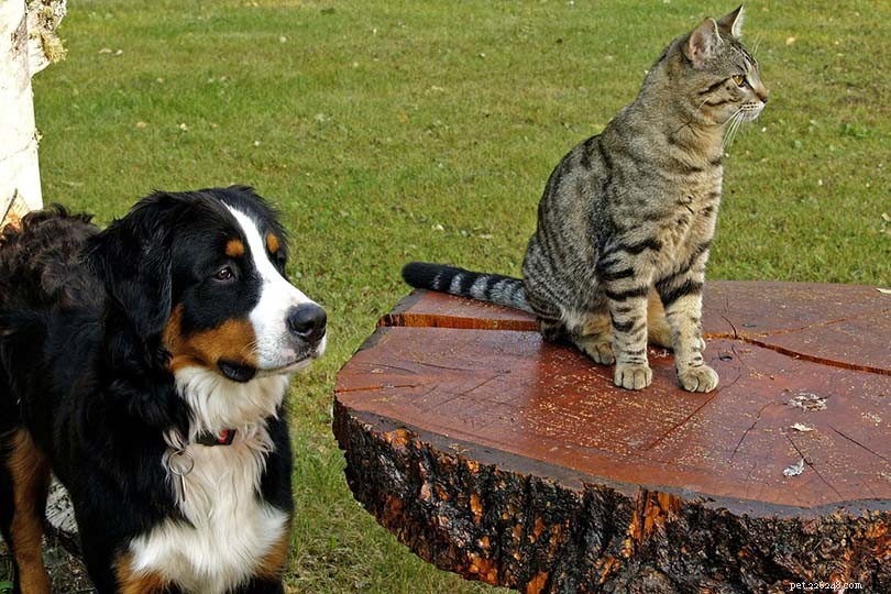 Hoe u kunt voorkomen dat uw hond uw kat achterna zit (5 bewezen methoden)