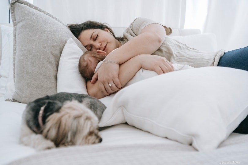 Почему собаки спят задницей лицом к вам? (5 причин такого поведения)