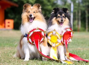 25 incríveis recordes mundiais sobre cães (atualizados em 2022)