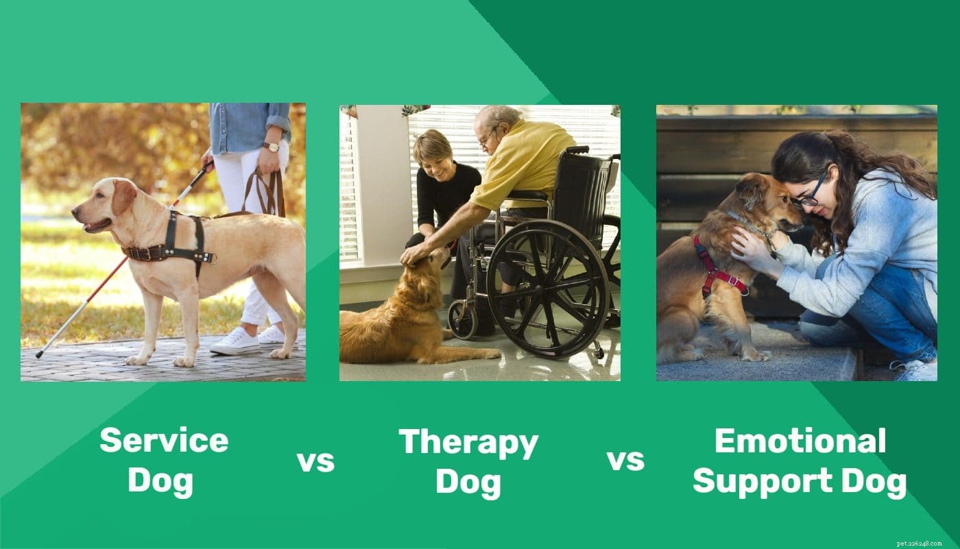 介助犬vs.セラピードッグvs.感情的サポート犬：違いは何ですか？ 