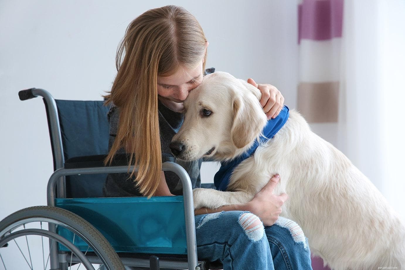 Servicehund vs. terapihund vs. emotionell stödhund:Vad är skillnaderna?
