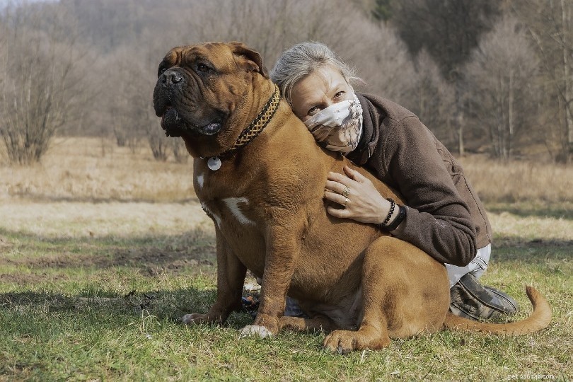Servicehund vs. terapihund vs. emotionell stödhund:Vad är skillnaderna?