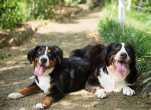 É seguro criar cães irmãos e irmãs? (Evite!)