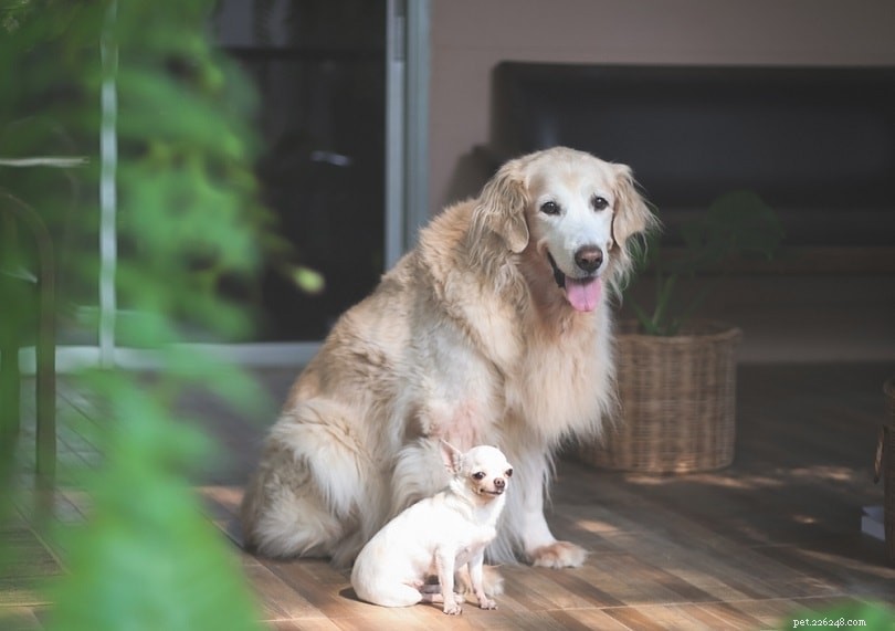 小型犬は大型犬に妊娠できますか？あなたが知る必要があること！ 