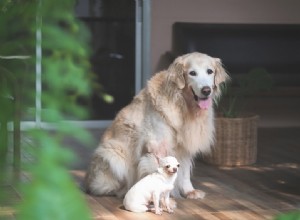 Uma cadela pequena pode engravidar de uma cadela grande? O que você precisa saber!