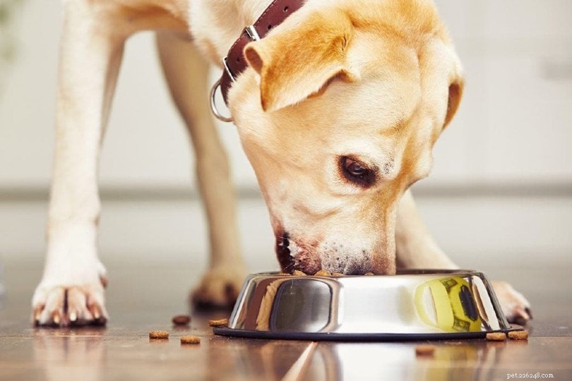 9 modi per tenere il cane lontano dal cibo del gatto