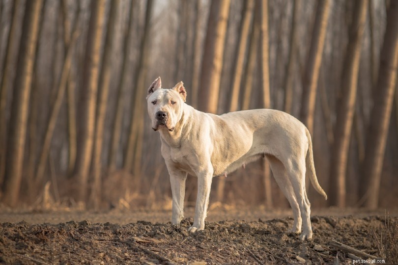 20 psích plemen s nejsilnější silou kousnutí (s měřením PSI)