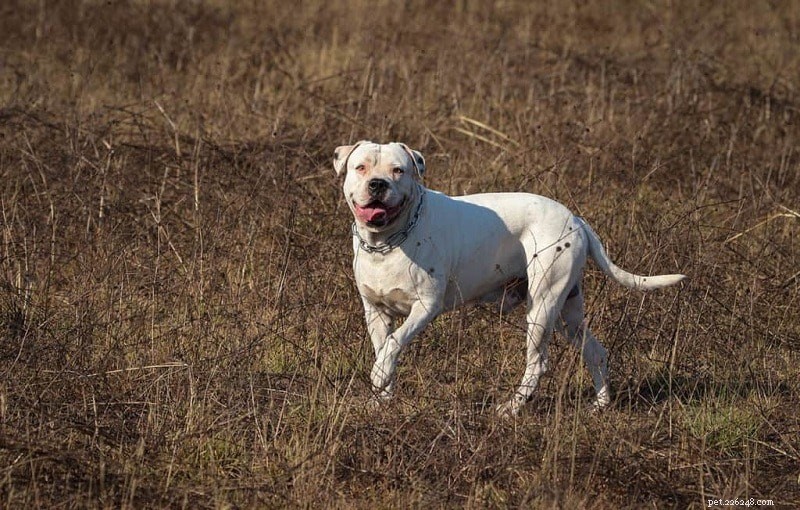 20 races de chiens avec la force de morsure la plus forte (avec mesures PSI)