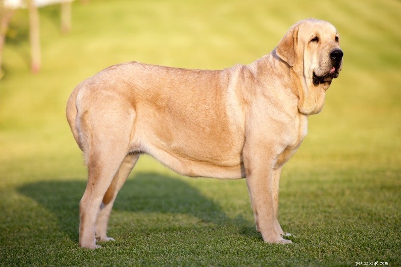 20 пород собак с самой сильной силой укуса (по данным измерений PSI)