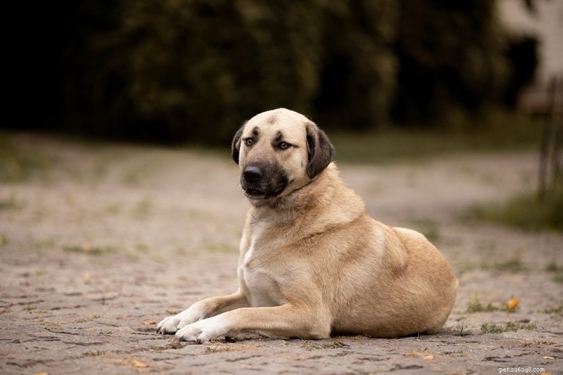 20 hondenrassen met de sterkste bijtkracht (met PSI-metingen)