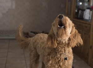 なぜ私の犬は何も吠えないのですか？この動作の6つの理由 