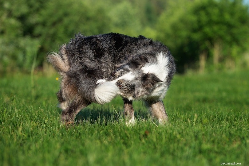 Por que os cães perseguem seus rabos? 6 razões para este comportamento