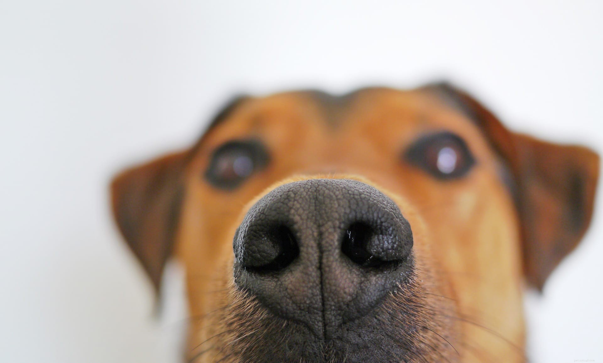 Waarom snuiven honden graag aan hun kruis? 5 redenen voor dit gedrag
