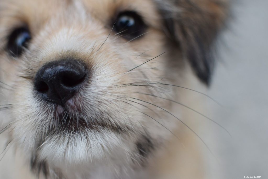 Varför gillar hundar att sniffa grenar? 5 skäl till detta beteende
