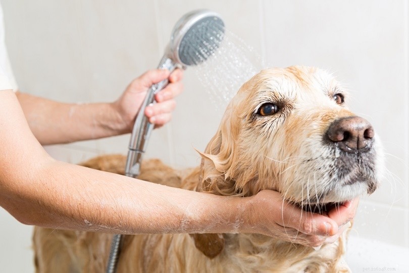 4 důvody, proč psi nenávidí koupele (a jak je přimět, aby si ji užili více)