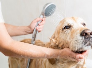 4 razões pelas quais os cães odeiam banhos (e como fazê-los aproveitar mais)