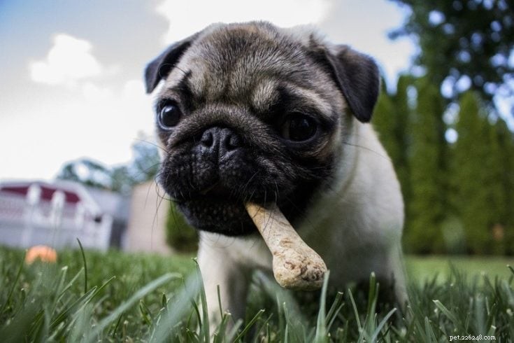 Waarom kauwen honden op botten? 3 redenen voor dit gedrag