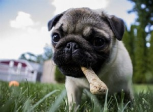 Por que os cães mastigam ossos? 3 razões para este comportamento