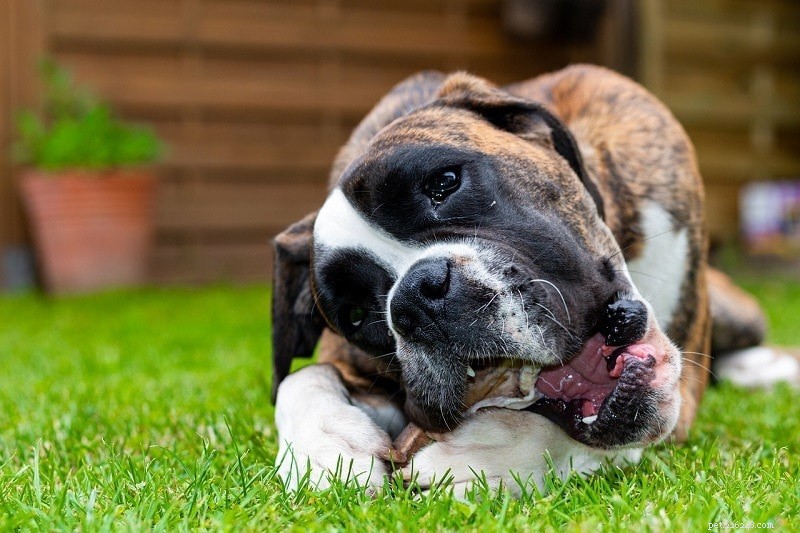 Por que os cães mastigam ossos? 3 razões para este comportamento