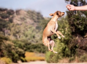 개는 얼마나 높이 뛸 수 있나요?