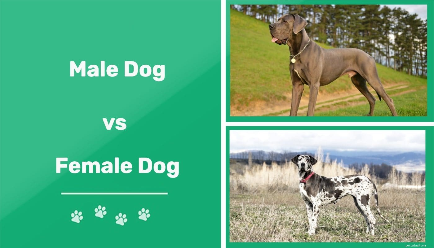 Mannelijke hond versus vrouwelijke hond:wat is het verschil?